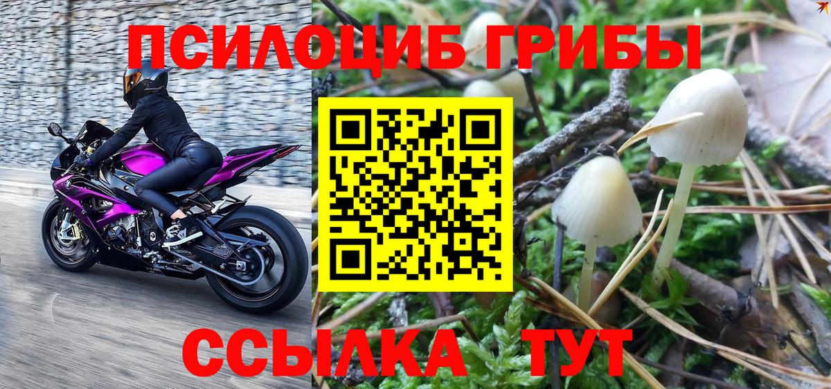 Псилоцибиновые грибы Psilocybine cubensis  Воткинск 